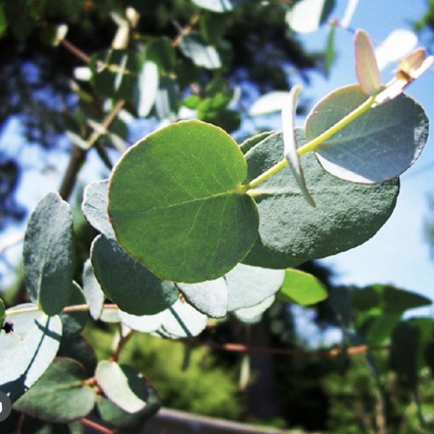 Organic Eucalyptus & Cool Mint